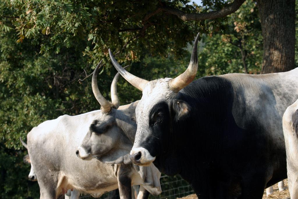 マンチャーノ Fattoria Poggio Focoヴィラ エクステリア 写真